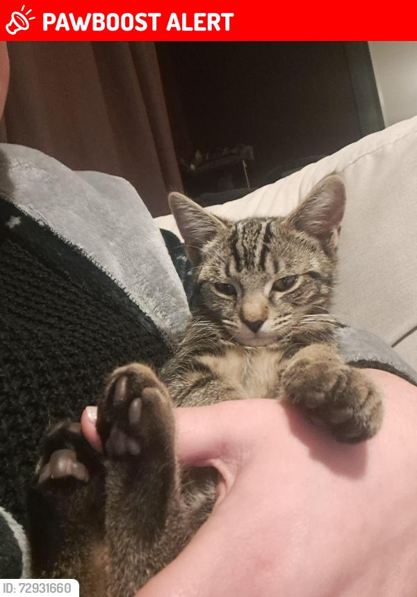 Lost Male Cat last seen Severn Centre, Highley, England WV16