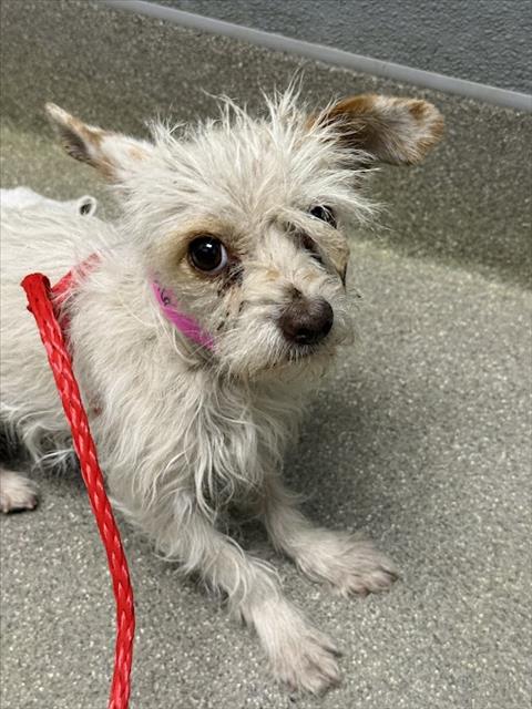 Shelter Stray Female Dog last seen , Las Vegas, NV 89101