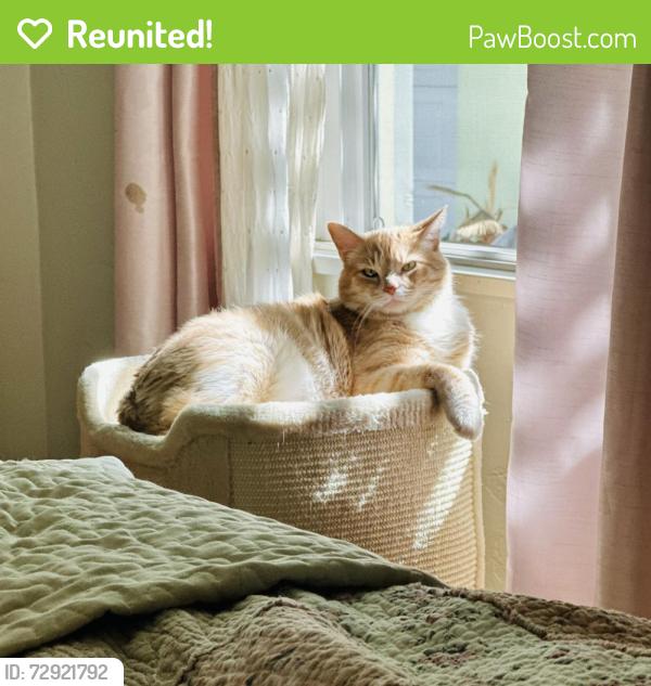 Reunited Male Cat last seen  Rokton & Palm, Riverside, CA 92506