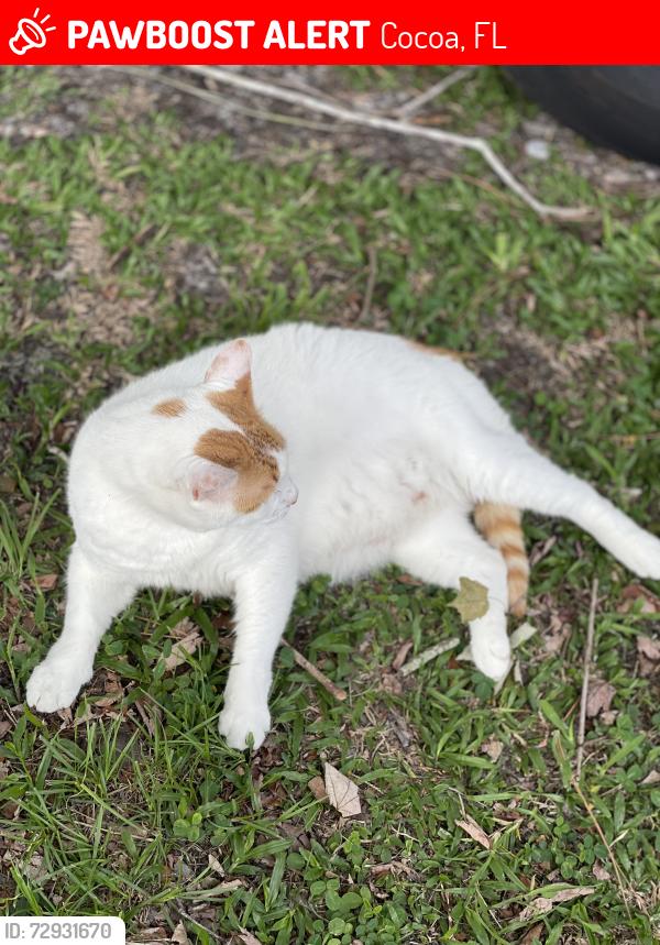 Lost Male Cat last seen Friday rd, Cocoa, FL 32926