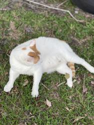 Lost Male Cat last seen Friday rd, Cocoa, FL 32926