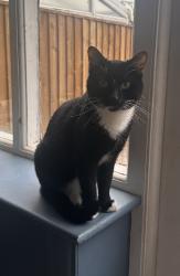Reunited Male Cat last seen Near nevill road , Bramhall, England SK7 3HE