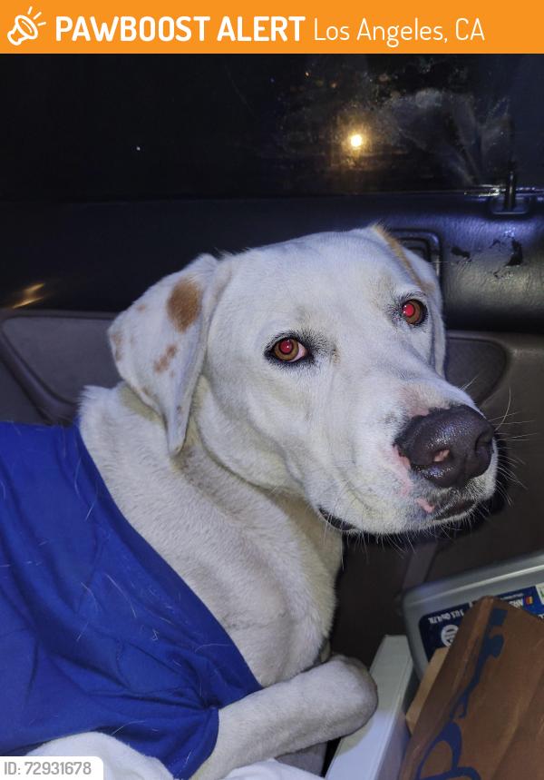 Found/Stray Unknown Dog last seen W 111TH AND DENVER AVE, Los Angeles, CA 90044