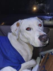Found/Stray Unknown Dog last seen W 111TH AND DENVER AVE, Los Angeles, CA 90044