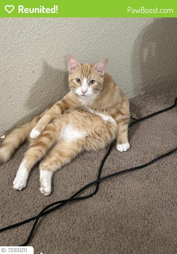 Reunited Male Cat last seen Near E Gibson Rd, Everett, WA 98204