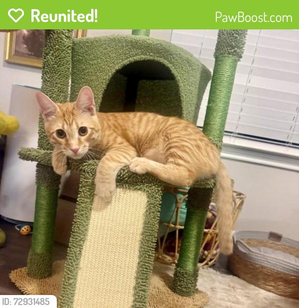 Reunited Male Cat last seen Near Bear Creek Pkwy, Euless, TX 76039, USA, Euless, TX 76039