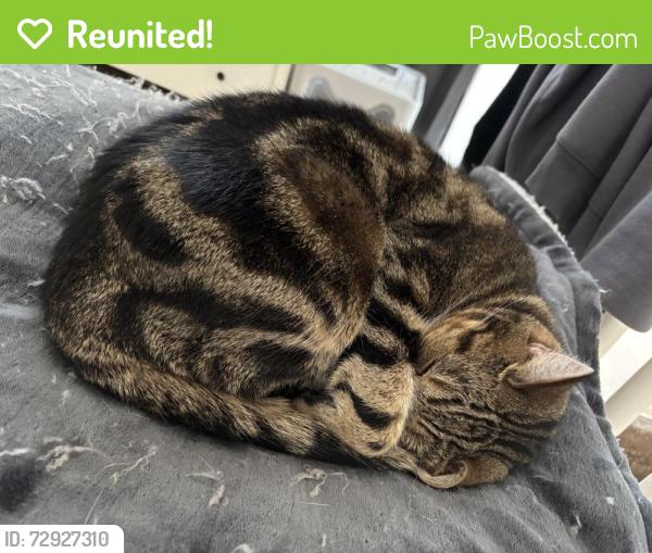 Reunited Male Cat last seen Norman Street, Leicester, England LE3 0GT