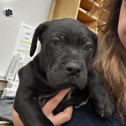 Shelter Stray Female Dog last seen , Memphis, TN 38133