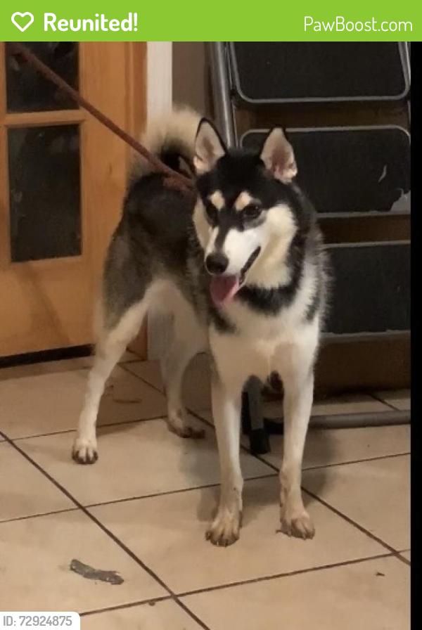 Reunited Male Dog last seen Reed Road, Houston, TX 77033