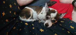 Reunited Female Dog last seen Texas Spur and Bowie Ridge, Navarro Ranch, Seguin, TX 78155