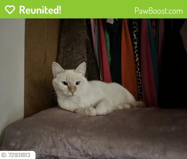 Reunited Female Cat last seen Morrie Ave and covered wagon drive , Cheyenne, WY 82007