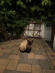 Found/Stray Male Cat last seen Neighborhood , Los Angeles, CA 90291