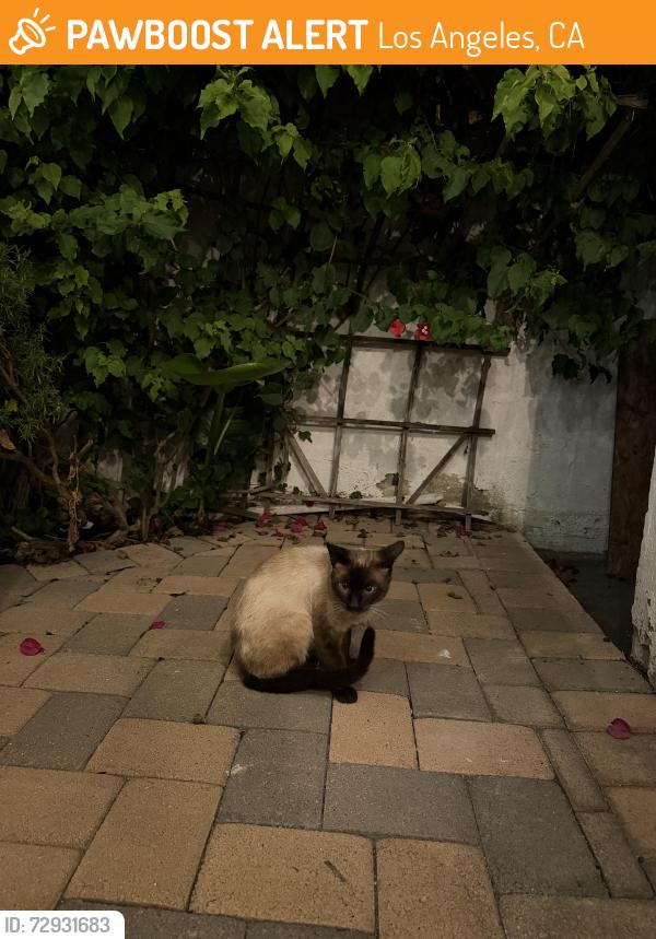 Found/Stray Male Cat last seen Neighborhood , Los Angeles, CA 90291