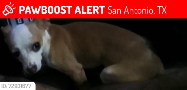 Lost Male Dog last seen San Luis st and Colorado , San Antonio, TX 78207