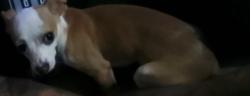 Lost Male Dog last seen San Luis st and Colorado , San Antonio, TX 78207