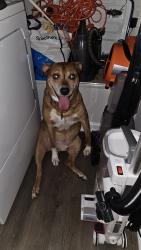 Reunited Male Dog last seen Eden, Cayce, SC 29033