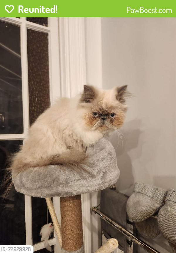 Reunited Female Cat last seen Boscombe road, Southend-on-Sea, England SS2 5JD