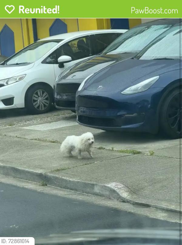 Reunited Female Dog last seen Westborough Square, South San Francisco, CA 94066