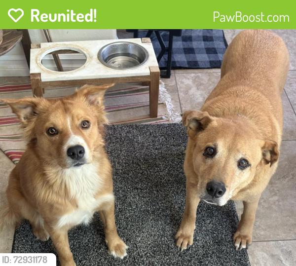 Reunited Female Dog last seen Altura Park, Albuquerque, NM 87110