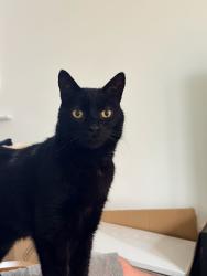 Reunited Male Cat last seen Sandy Lane, Harpole, England NN7