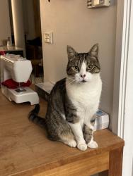 Lost Male Cat last seen Meehan Gardens, Griffith, ACT 2603