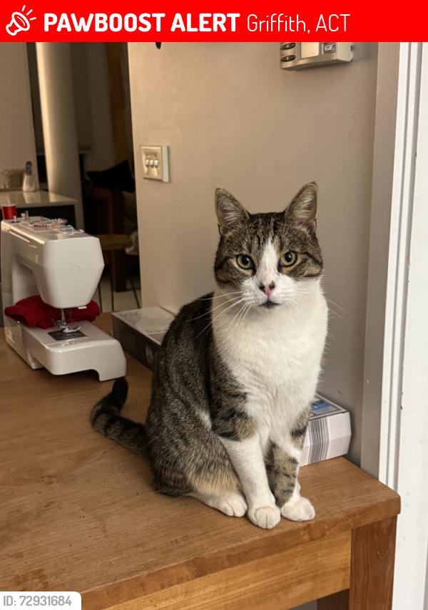 Lost Male Cat last seen Meehan Gardens, Griffith, ACT 2603
