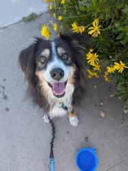 Reunited Female Dog last seen CVS at 3332 Sandrock Rd, San Diego, CA 92123, San Diego, CA 92123