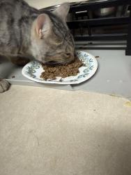 Reunited Male Cat last seen Green Acres area Homosassa, Homosassa, FL 34446
