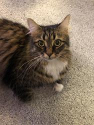 Reunited Female Cat last seen Railton and Dunctonwood , London, ON N5V 4W6