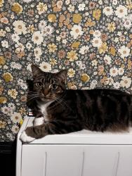 Reunited Female Cat last seen Bright Rd, Eccles, Manchester M30, UK, Eccles, England M30