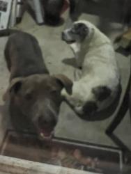 Reunited Male Dog last seen Parvin street, Denton, TX 76205