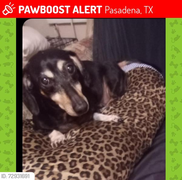 Lost Female Dog last seen Scott St/Alice St/Jackson St/Park Lane, Pasadena, TX 77506