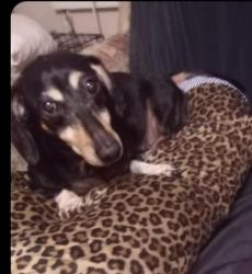Lost Female Dog last seen Scott St/Alice St/Jackson St/Park Lane, Pasadena, TX 77506