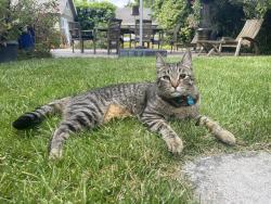 Reunited Male Cat last seen Oakdrive/ 9th Ave, Menlo Park, CA 94025