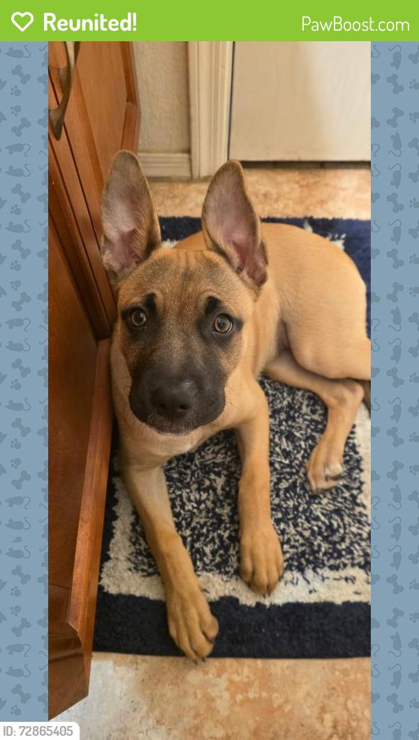 Reunited Female Dog last seen Galveston , Chandler, AZ 85224