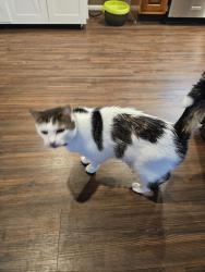 Reunited Male Cat last seen Amesbury and Haverhill, Lancaster, PA 17601