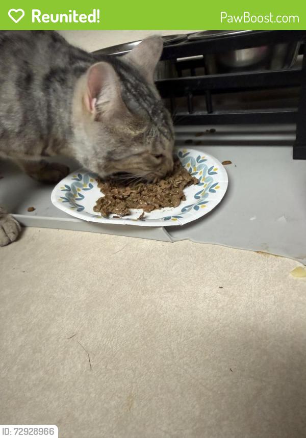 Reunited Male Cat last seen Green Acres area Homosassa, Homosassa, FL 34446