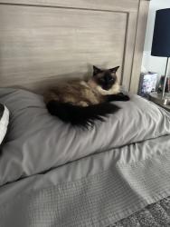 Lost Female Cat last seen Morris st, Fulton, MD 20759