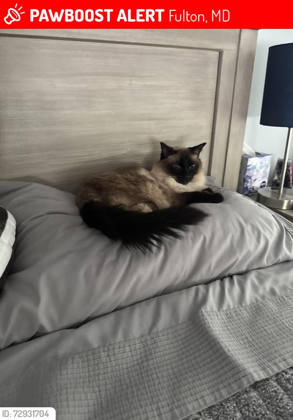 Lost Female Cat last seen Morris st, Fulton, MD 20759