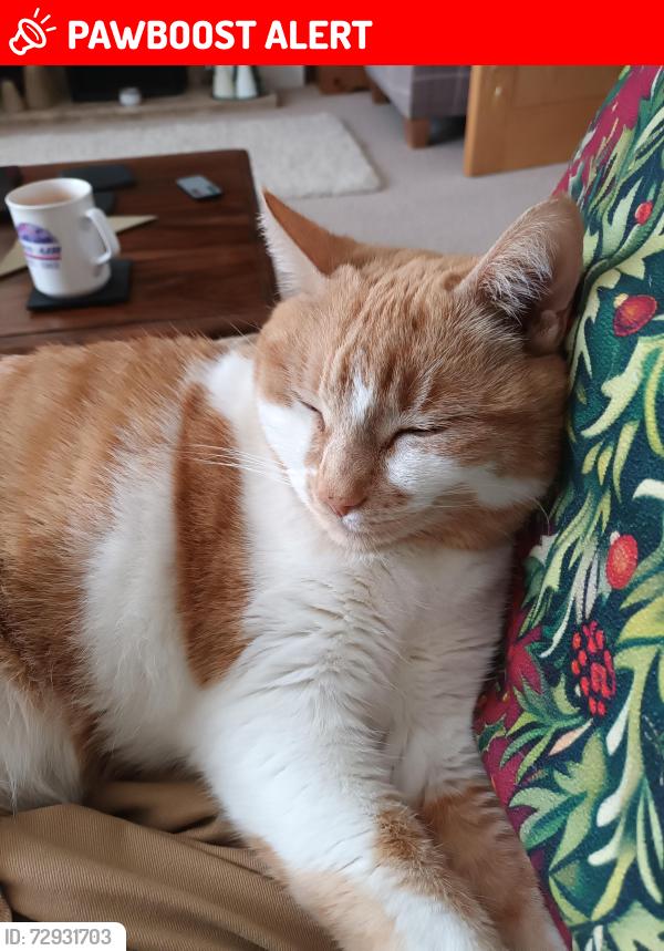 Lost Female Cat last seen London road, Gloucestershire, England GL52