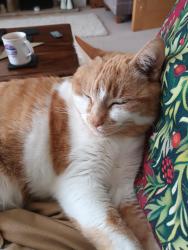 Lost Female Cat last seen London road, Gloucestershire, England GL52
