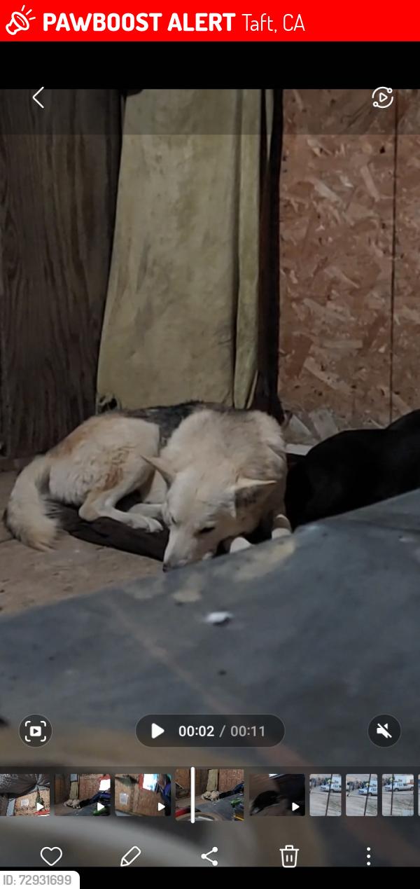 Lost Male Dog last seen Near hill rd  by the oil plant and pumps, Taft, CA 93268