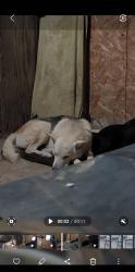 Lost Male Dog last seen Near hill rd  by the oil plant and pumps, Taft, CA 93268