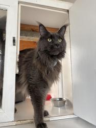 Reunited Male Cat last seen The Water tower , Park, England CR5 3GH