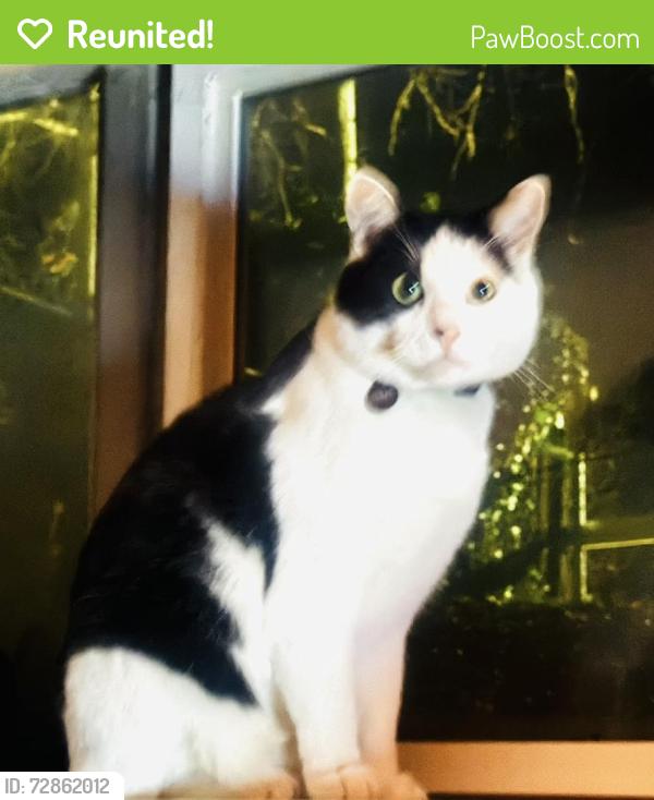 Reunited Male Cat last seen Jeremy Dr, Murray UT 84121, Murray, UT 84121