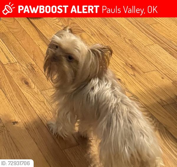 Lost Female Dog last seen Near E County Road 1530 Pauls Valley Ok, Pauls Valley, OK 73075
