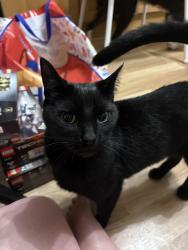 Reunited Male Cat last seen Duncan court, Kilmarnock , East Ayrshire Council, Scotland KA3 7TF