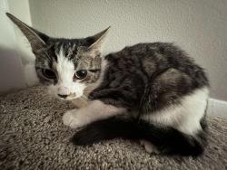 Lost Female Cat last seen Árbor apmts/ Thales Road, Winston-Salem, NC 27104