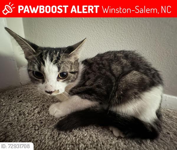 Lost Female Cat last seen Árbor apmts/ Thales Road, Winston-Salem, NC 27104
