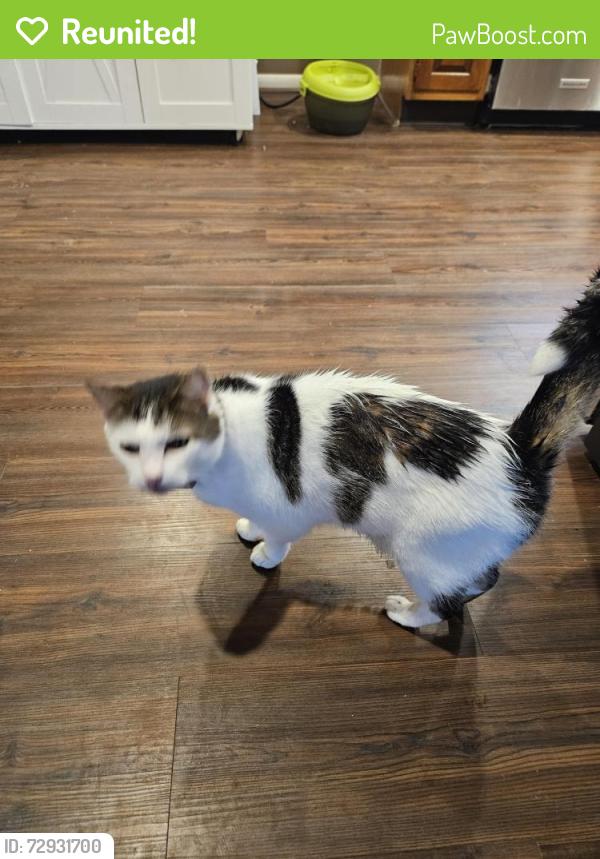 Reunited Male Cat last seen Amesbury and Haverhill, Lancaster, PA 17601